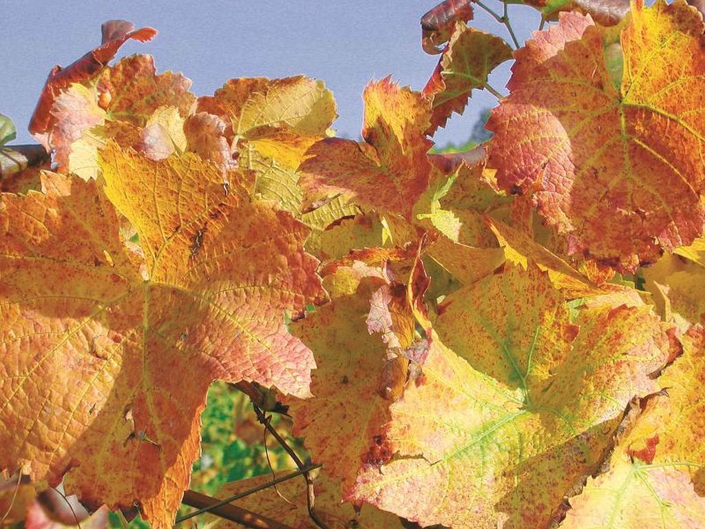 Weingut Alfred Huber Leilighet Durbach Eksteriør bilde